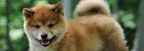 Shiba Inu Puppy