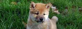 Shiba Inu Puppy