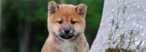 Shiba Inu Puppy